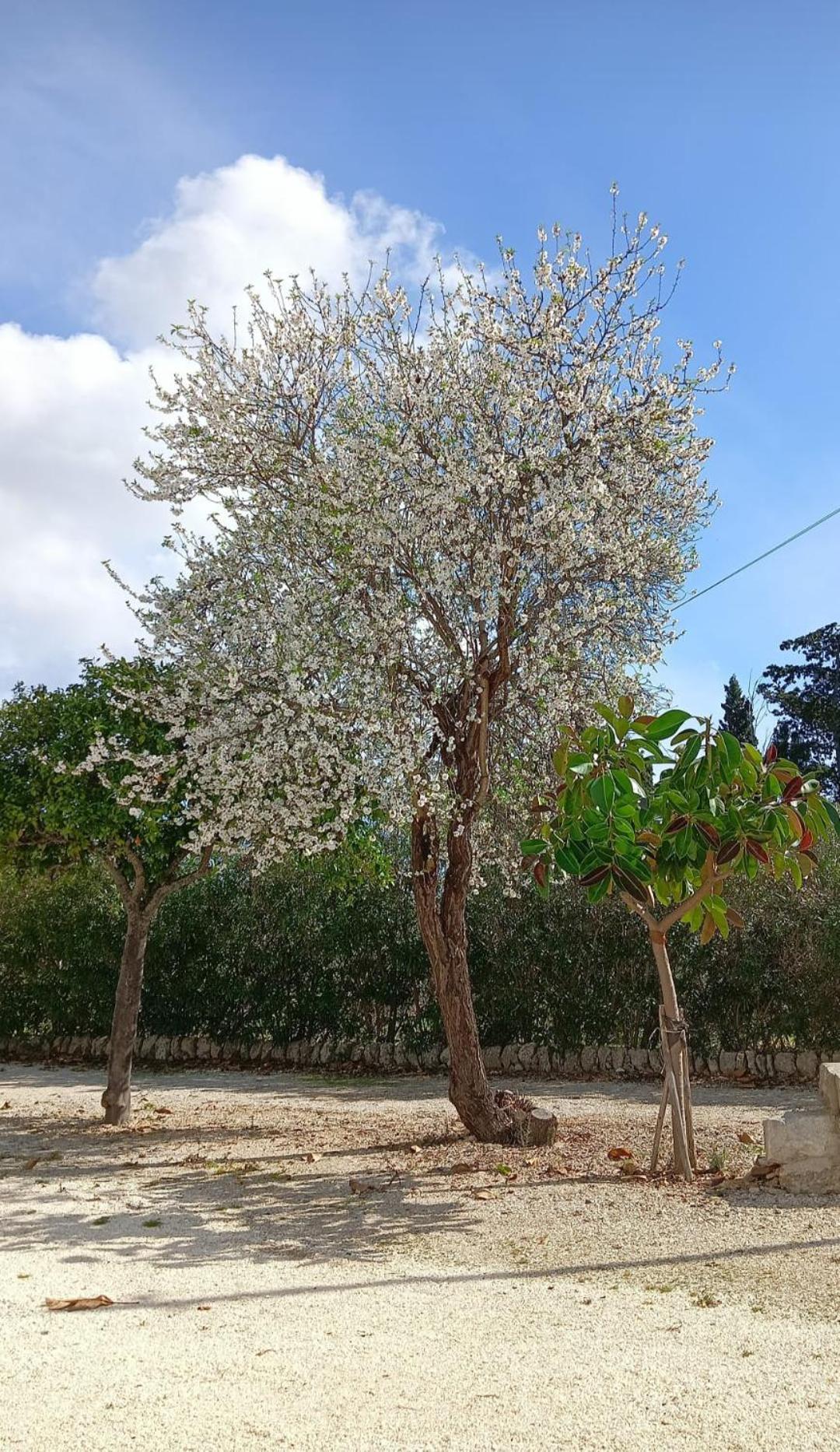 Gelsomino Siracusa Syracuse Luaran gambar